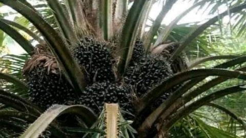 Harga Buah Sawit di Kalbar (TBS) Periode I September Rp2.357.55 per Kg