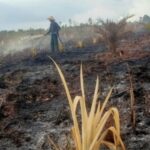 10 Hektar Kebun Warga Ludes Terbakar Lahan Gambut Kubu Raya