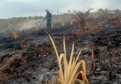 10 Hektar Kebun Warga Ludes Terbakar Lahan Gambut Kubu Raya