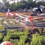 Sawah Kakung Magelang: Berpadunya Keindahan Alam dan Agrowisata