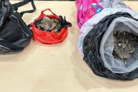 Mau Jual Sisik Trenggiling Pria Ini Diciduk Polisi, Pemasok dari Kec Kuala Mandor