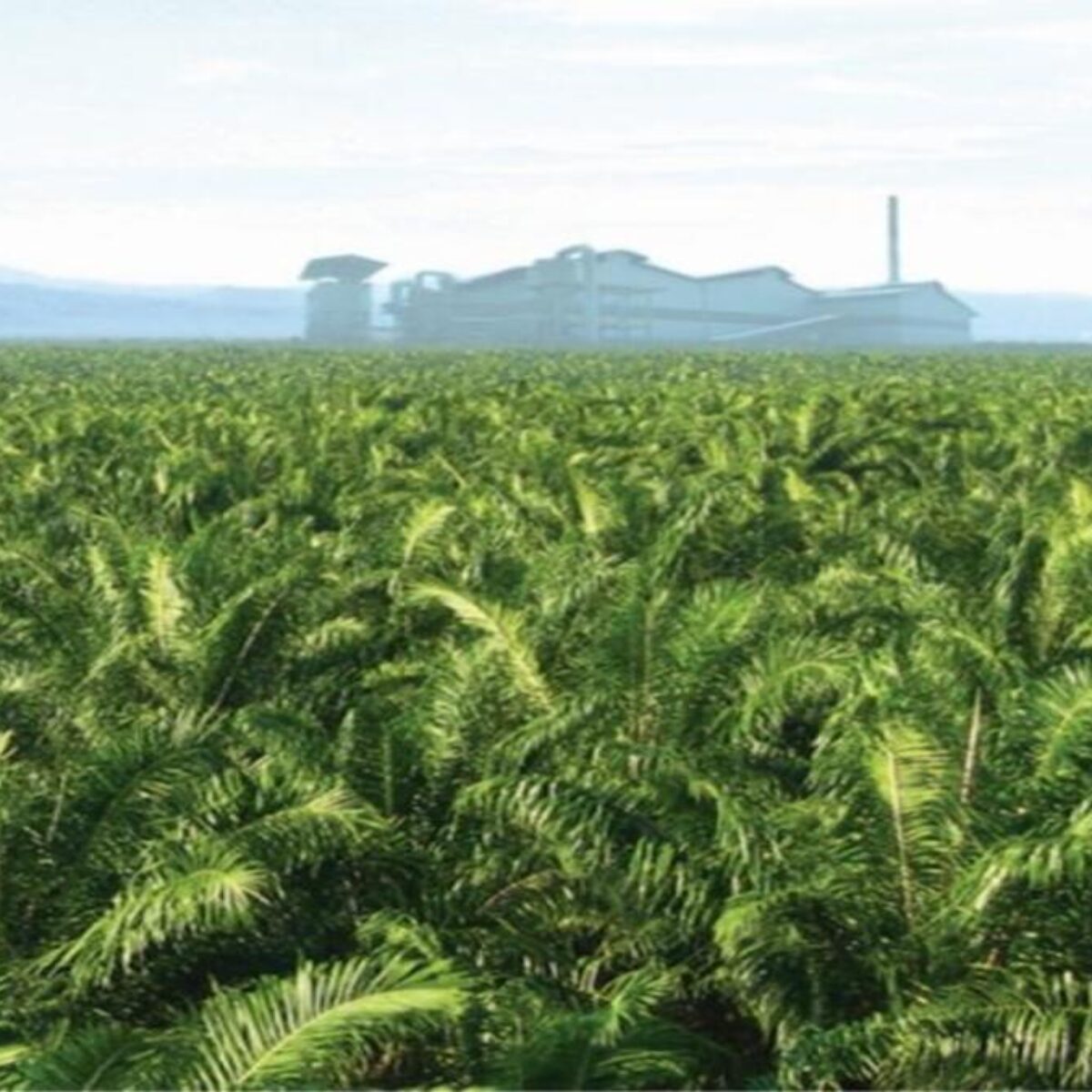 Harga Sawit Kalbar Juni 2026