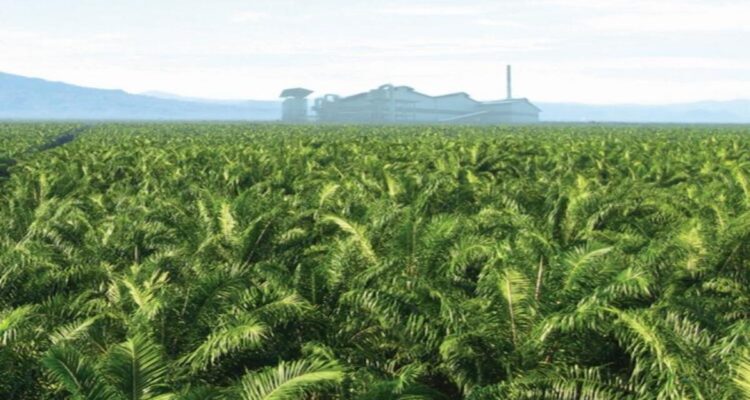 Harga Sawit Kalbar Juni 2026