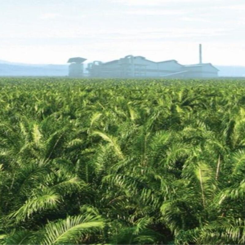 Harga Sawit Kalbar Juni 2026