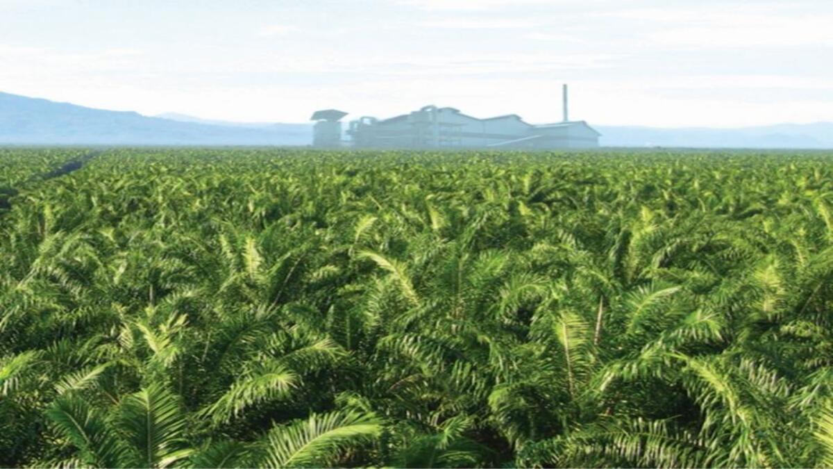 harga-sawit-kalbar-juni-2026.jpg Harga Sawit Kalbar Juni 2026