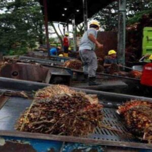 Ekspor Sawit Satu Pintu: Ketika Negara Mengejar Devisa, Petani Menanggung Bebannya