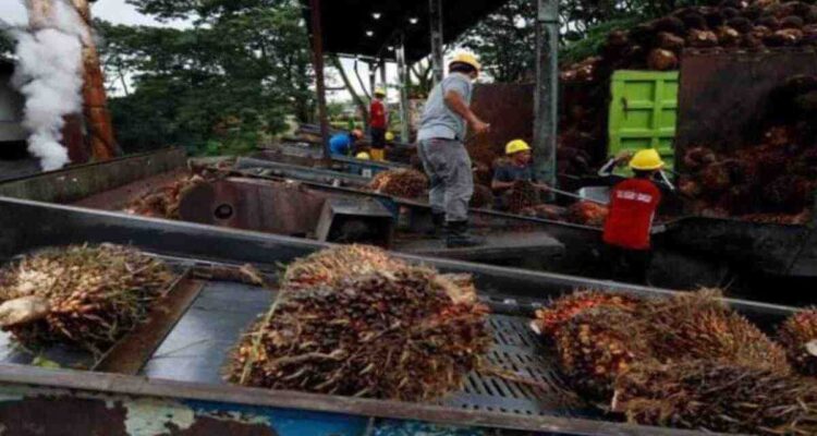 Ekspor Sawit Satu Pintu: Ketika Negara Mengejar Devisa, Petani Menanggung Bebannya