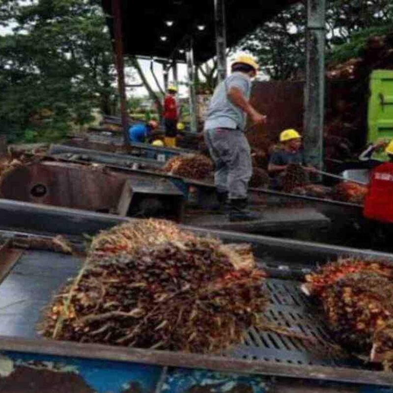 Ekspor Sawit Satu Pintu: Ketika Negara Mengejar Devisa, Petani Menanggung Bebannya