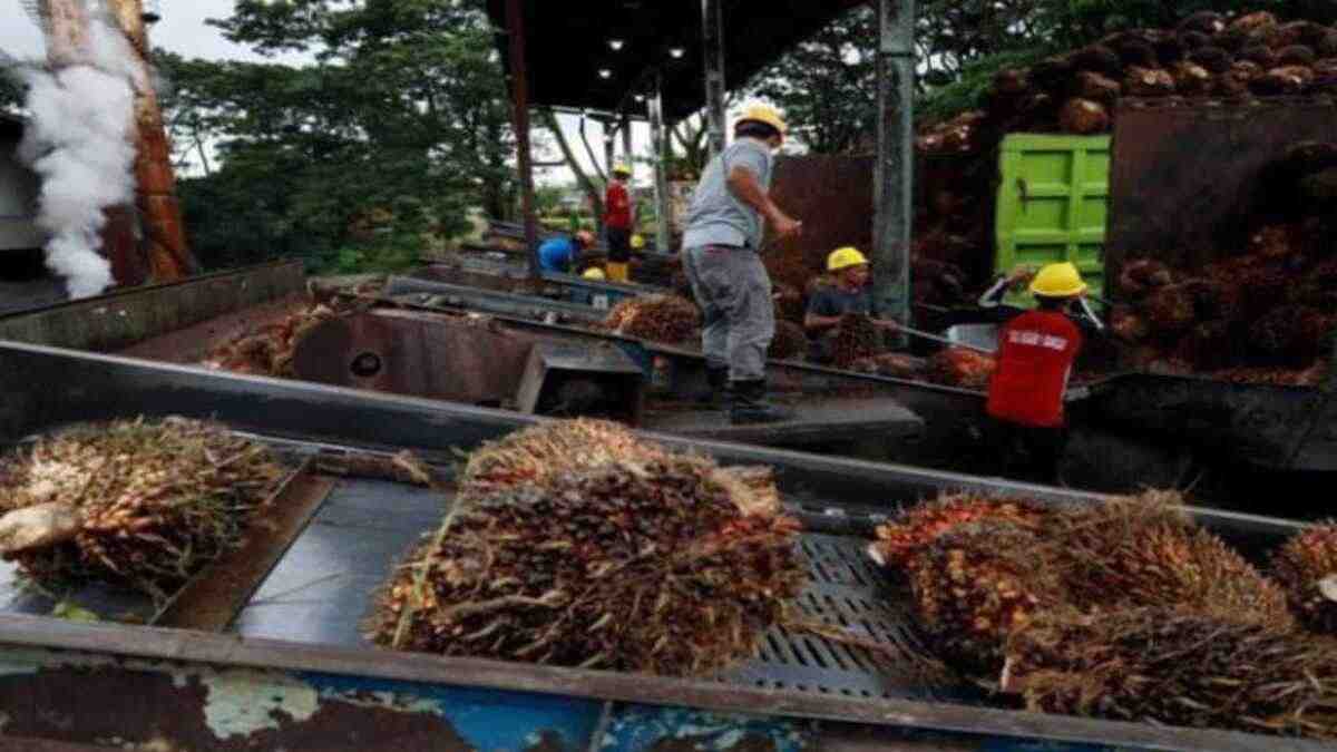 Ekspor Sawit Satu Pintu: Ketika Negara Mengejar Devisa, Petani Menanggung Bebannya
